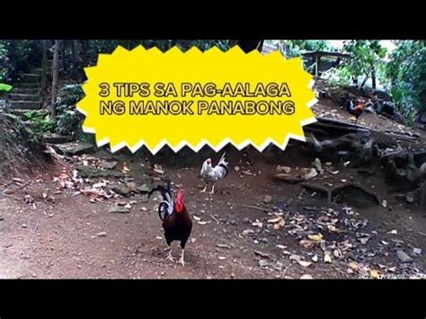 tamang pag aalaga ng panabong na manok|10 TIPS SA PAGPILI NG MANOK PANABONG NA MAGALING .